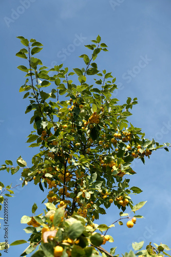 Little yellow apples on an apple tree
