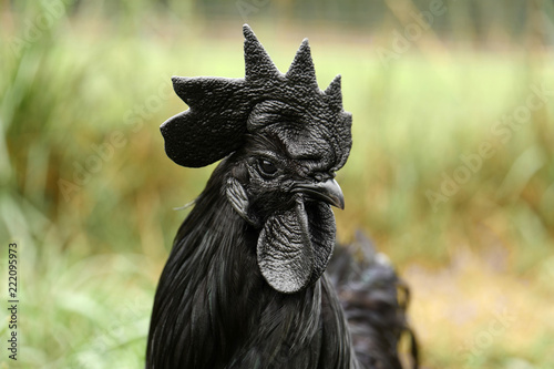 Black rooster on green grass