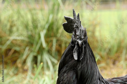 Black rooster on green grass