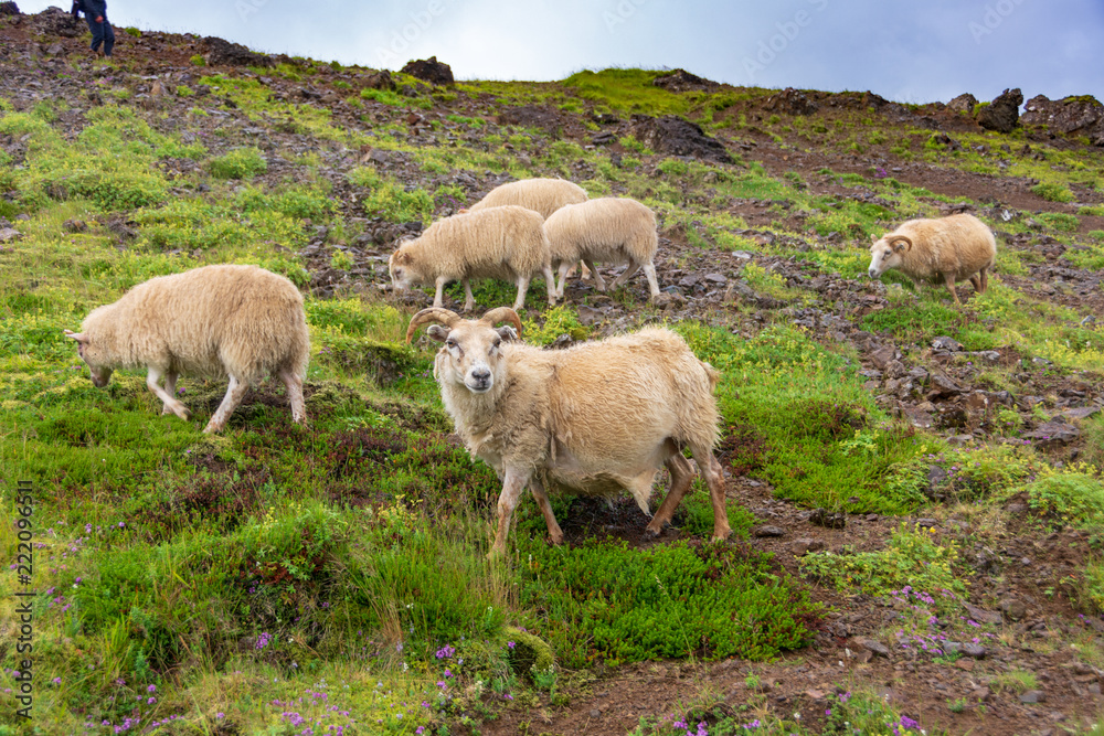 Hengilssvaedid hot springs hiking trail, Iceland Hengilssvaedid hot springs hiking trail, Iceland