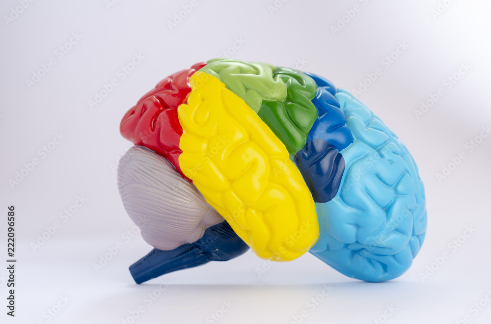 Colorful cross section of human brain anatomy. Stock Photo | Adobe Stock