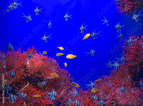 Red sea anemone in a dark blue water and colorful fish of aquarium. Marine Life background.