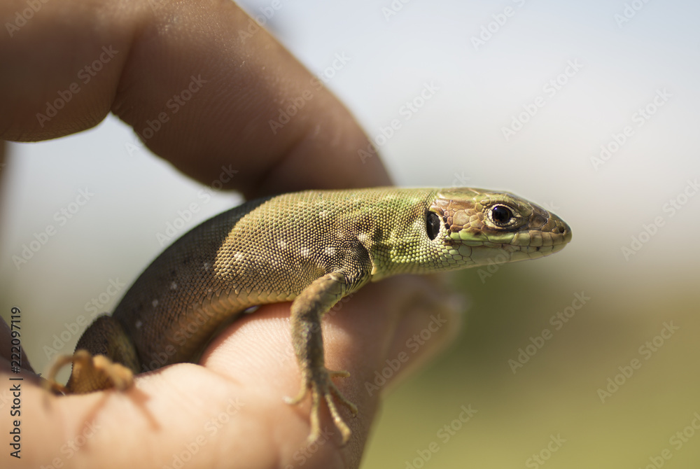 Catcher of lizards. A small reptile in the moult period. Catcher of lizards. A small reptile in the moult period.