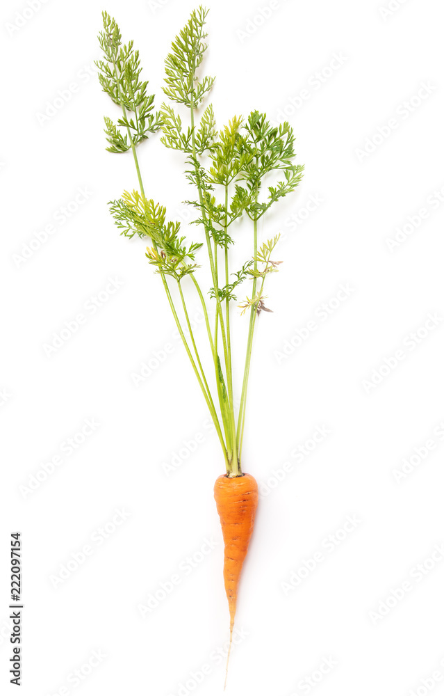 Fresh ripe carrots on a white background