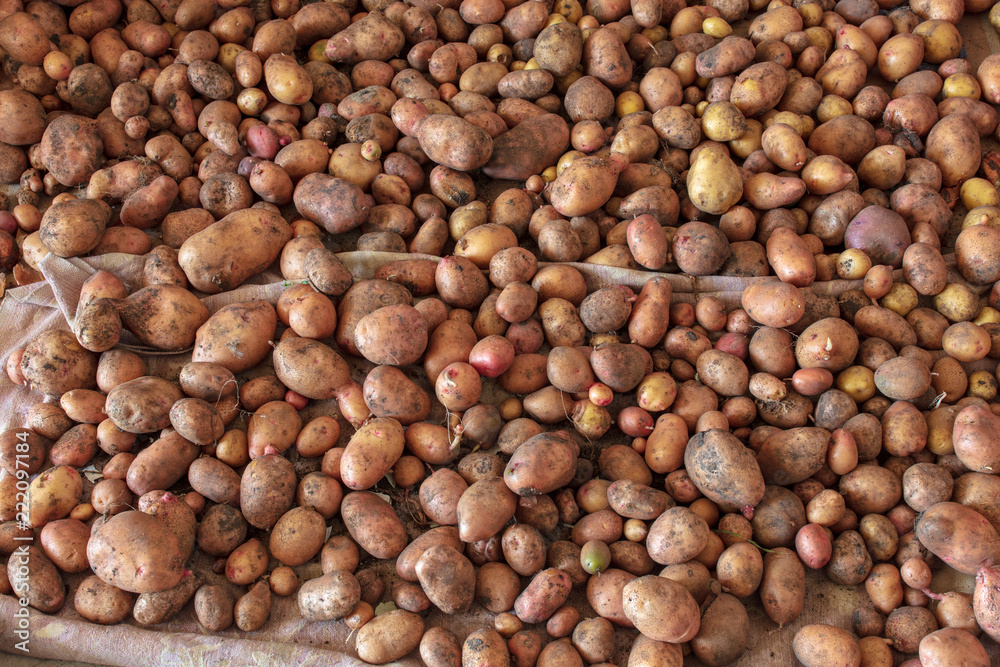 Potato harvest in the cellar as a background Potato harvest in the cellar as a background