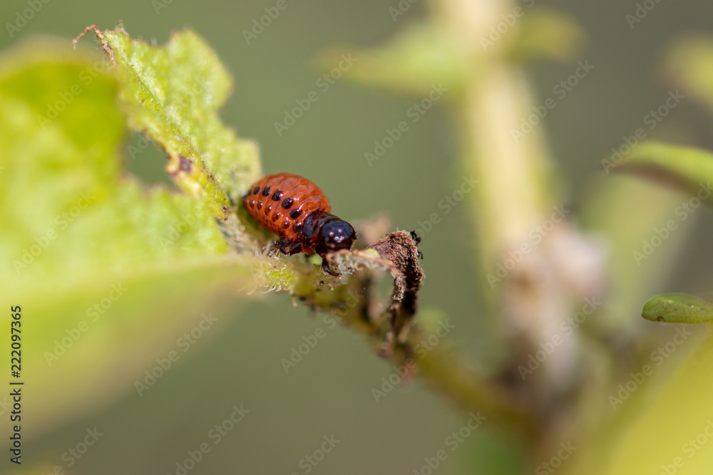 Colorado beetle on the leaves of potatoes