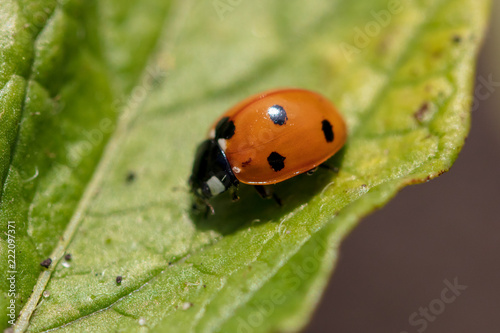 A ladybug on the leaves of a plant © schankz