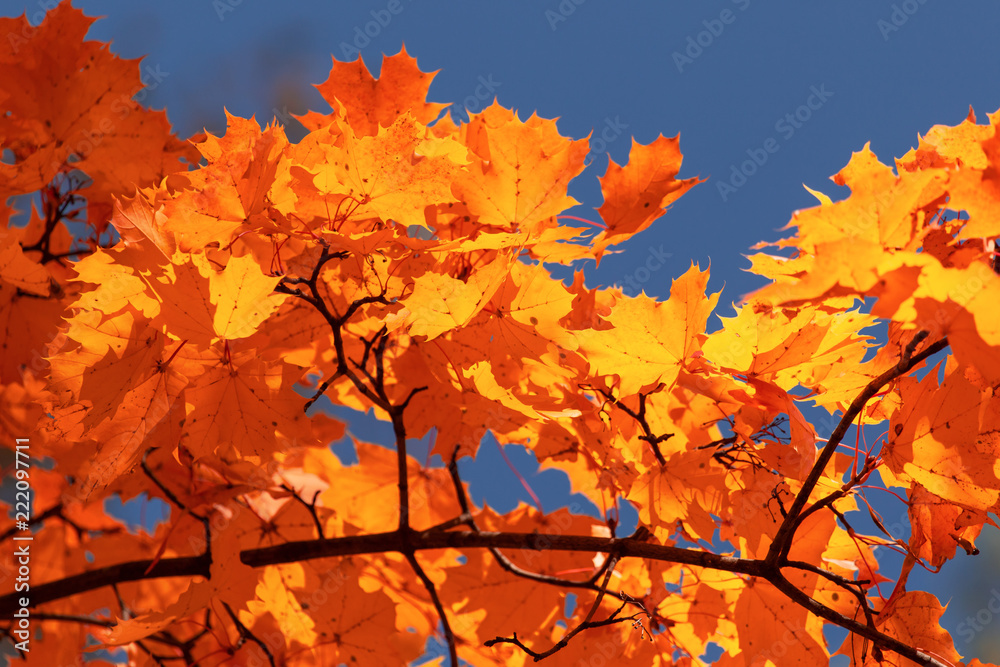 Red leaves on trees in the forest in autumn Red leaves on trees in the forest in autumn