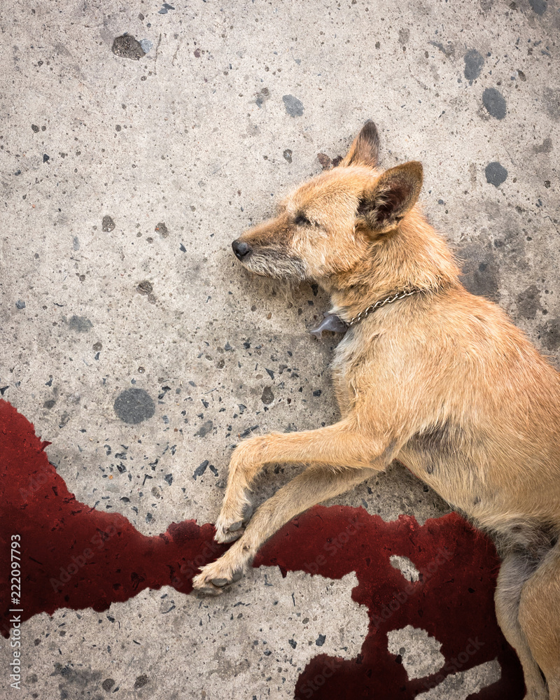 A dog is hit by a car and died on the road. Accidents with pets. Stock  Photo | Adobe Stock