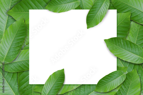 creative lay out made of green leaf with white frame ,flat lay,copy space