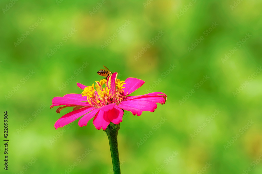 Bee eating pollen from zinnia elegans on a nature background. Bee eating pollen from zinnia elegans on a nature background.