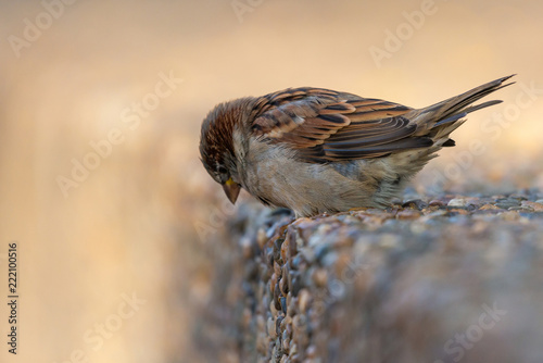 Closeup of sparrow on grey background photo