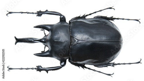 Megasoma actaeon-a rhinoceros beetle (Dynastinae)