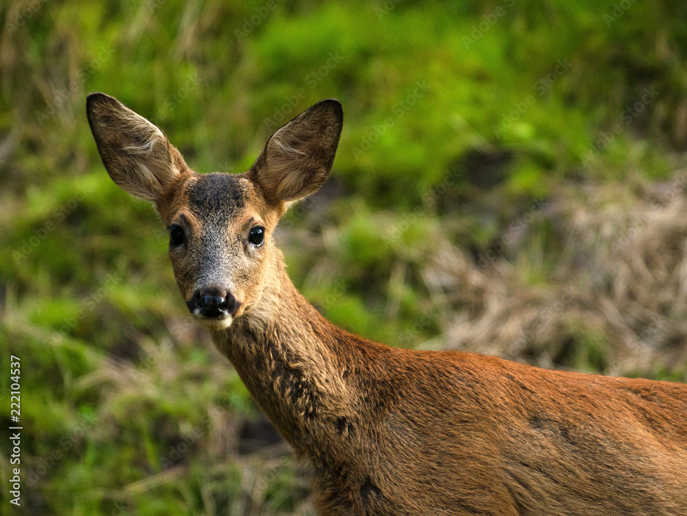 Fototapeta premium Rehkitz