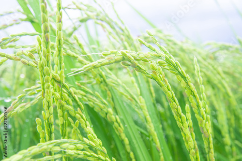 Paddy field's unripe rice stalk in summer in Shizuoka, Japan photo