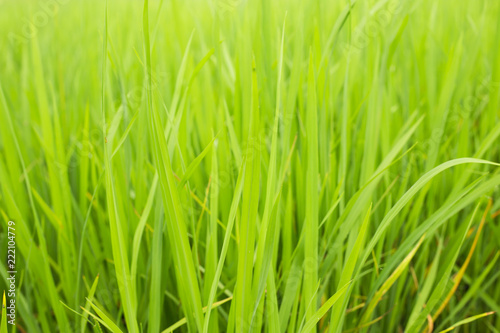 Rice field with green rice. in asia