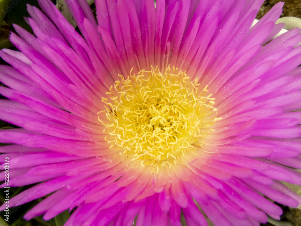 Obraz premium pink flower