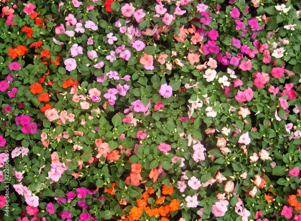 flowers flowers