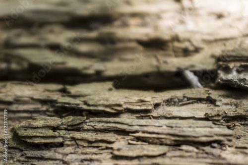 The texture of the tree has lain for many years in the open air