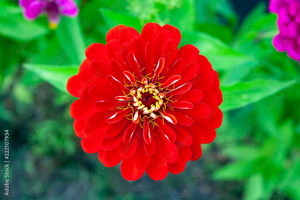 Red zinnia close up Red zinnia close up
