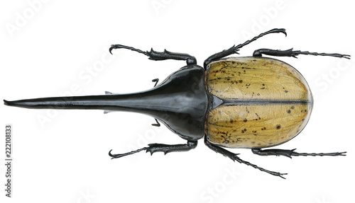 Fotografie Dynastes hercules -a rhinoceros beetle (Dynastinae)