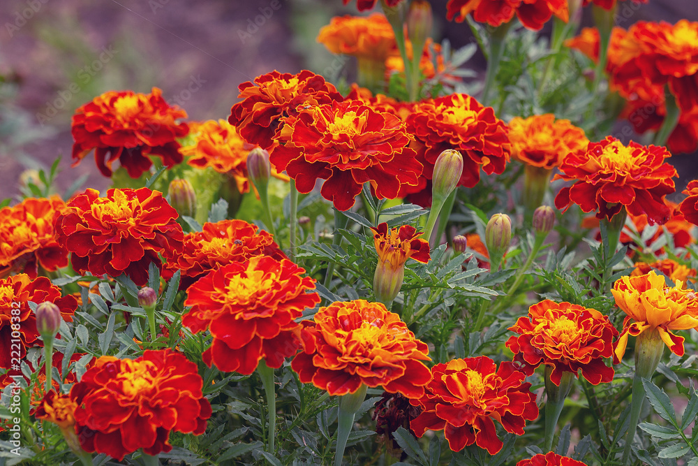  Tagetes patula . Orange-brown gorgeous marigolds. Floral background. For any design. Many colors of warm shade. Selective focus. Copy space