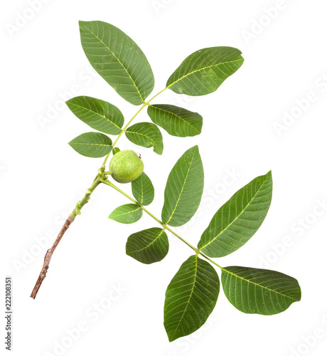 branch of walnut tree with foliage on isolated white background