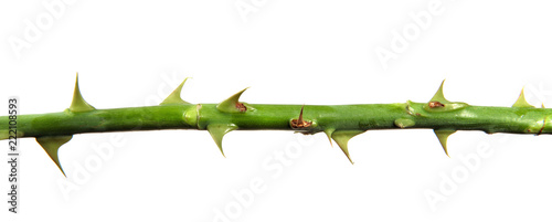 stem of rose bush with thorns on an isolated white background © Юлия Буракова