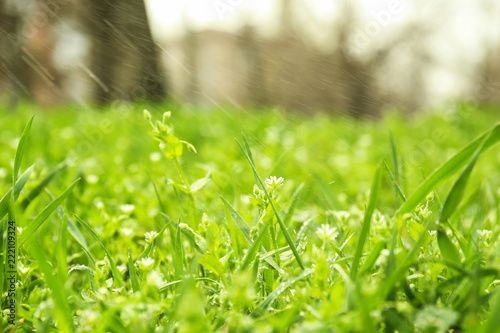 Fresh green grass outdoors