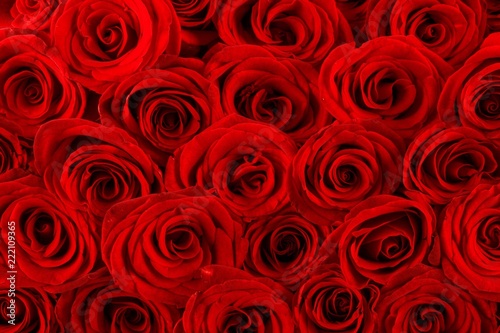 Red rose buds