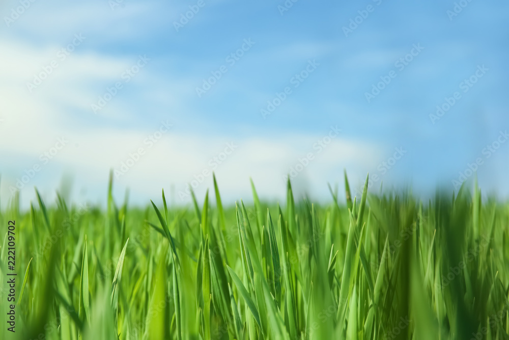 Green field on sunny spring day