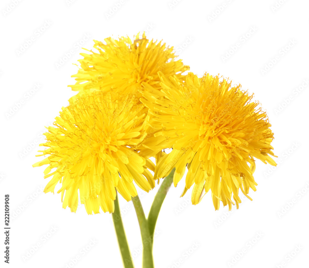 Yellow dandelions on white background