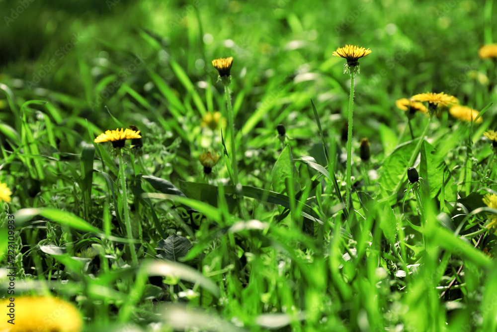 Beautiful yellow dandelions on spring day Beautiful yellow dandelions on spring day
