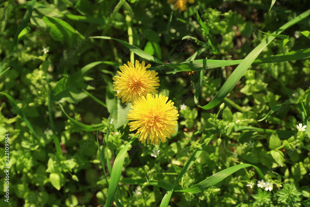 Beautiful yellow dandelions on spring day Beautiful yellow dandelions on spring day