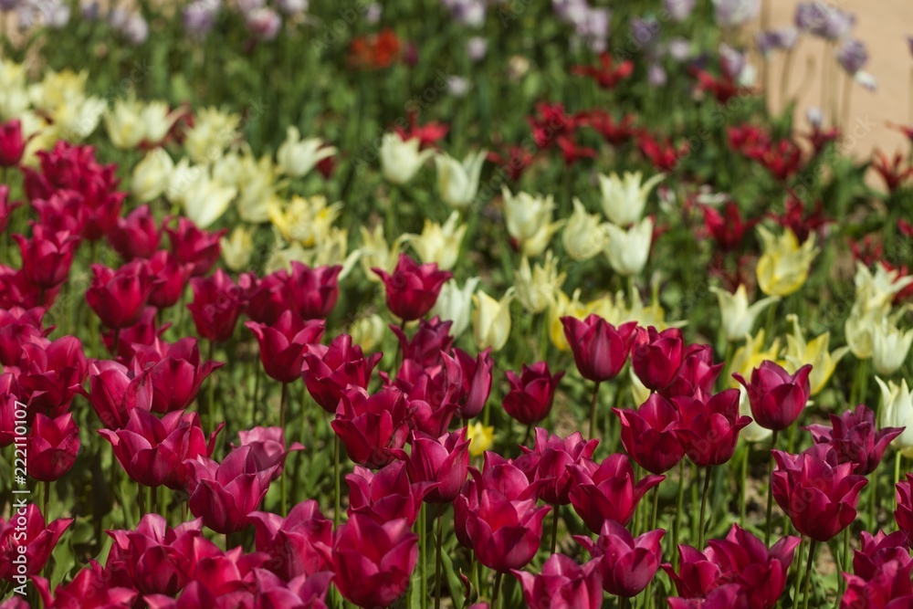 tulips garden