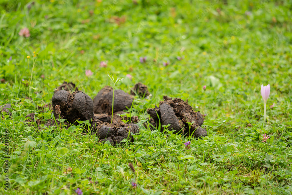 Obraz premium A heap of horse dung on the green field
