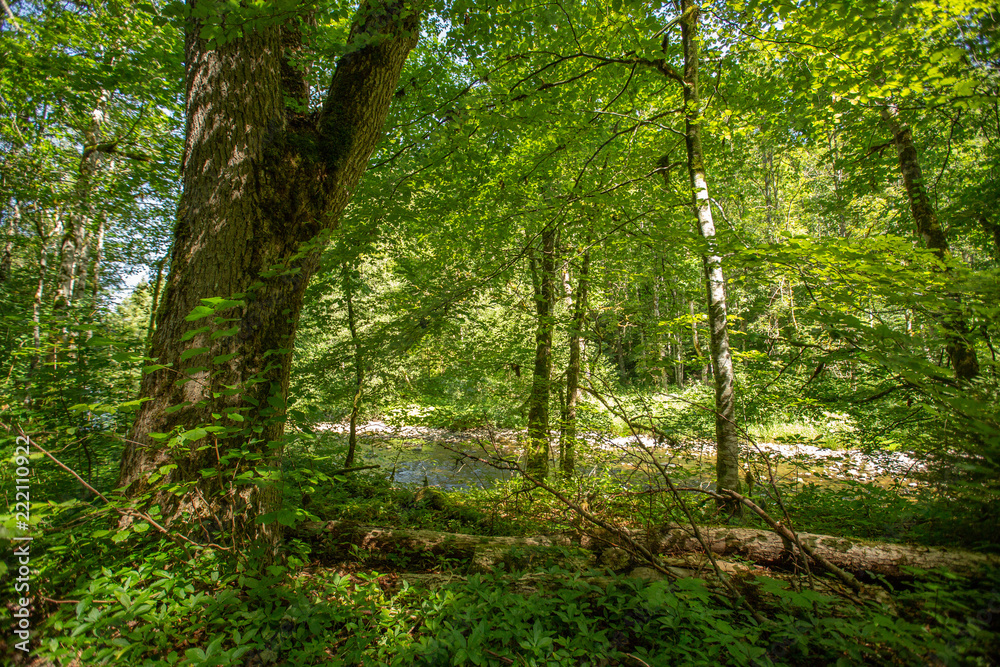 Im Wald Im Wald