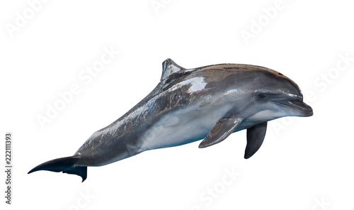 Fotografia grey common bottlenose dolphin on white