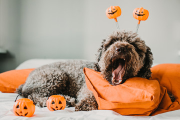.Sweet and friendly brown spanish water dog playing in the bed of his owner with halloween costume. Funny moments dogfriendly. Lifestyle