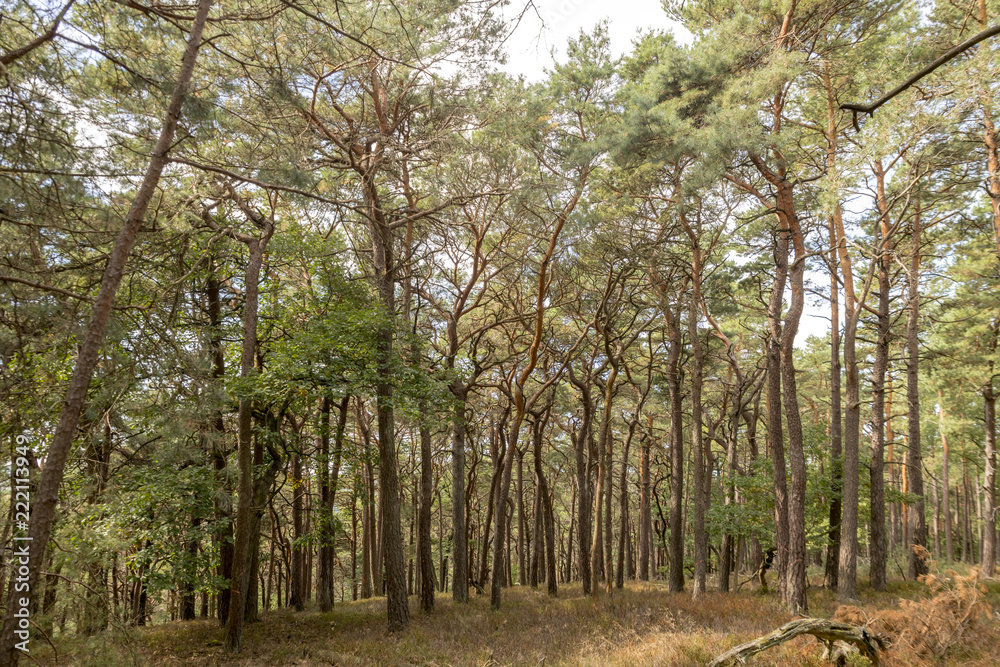 Bright pine forest with blue sky and ferns Bright pine forest with blue sky and ferns
