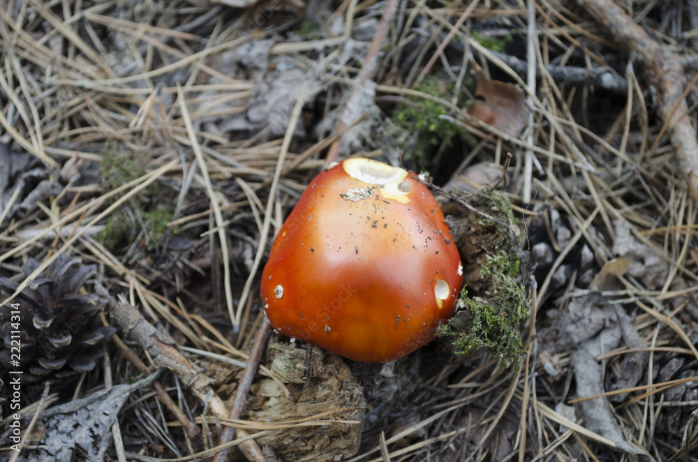 Amaníta. Amanita muscaria poisonous mushroom in a forest close-up Amaníta. Amanita muscaria poisonous mushroom in a forest close-up