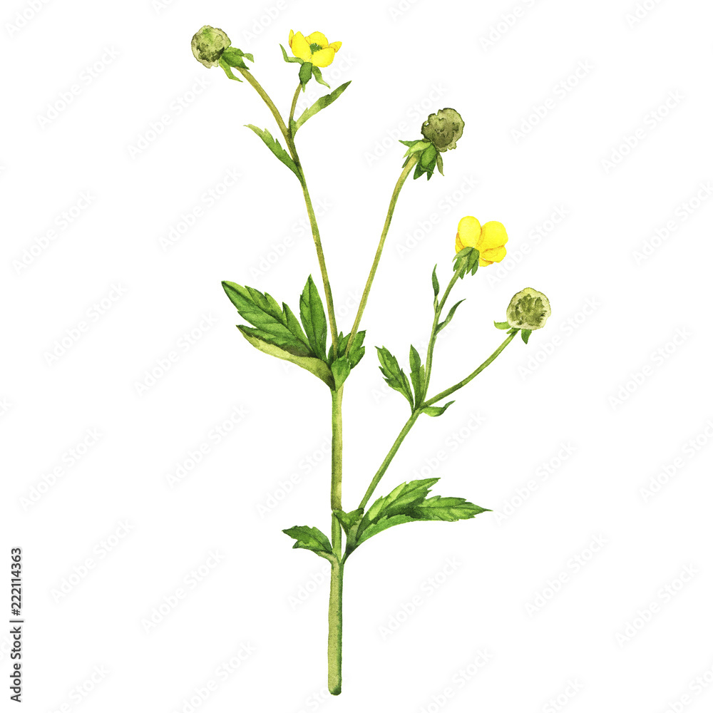 Fototapeta premium Summer yellow blooming branch isolated on white background. Hand drawn watercolor illustration.