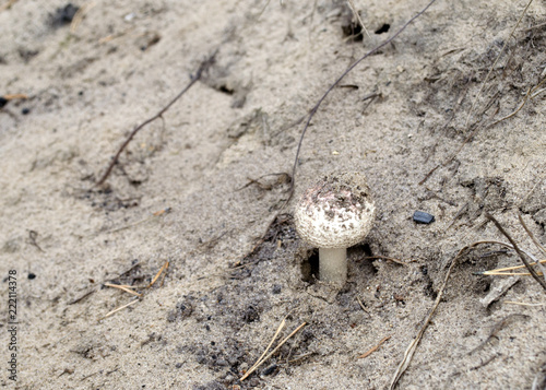 Amanita pantherina. White young amanita muscaria  poisonous mushroom  on the sand