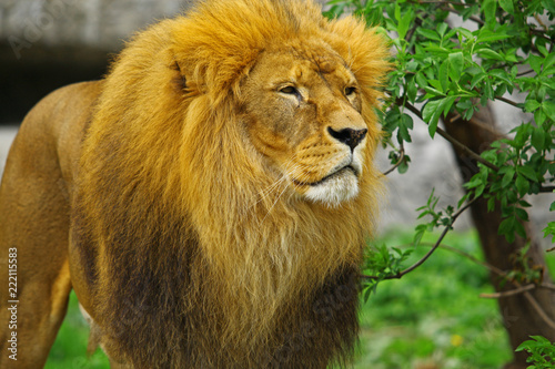 Fototapeta Naklejka Na Ścianę i Meble -  Lew w zoo