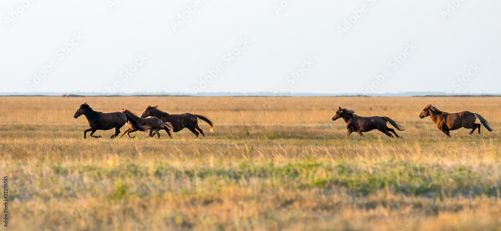 Fototapeta premium A herd of wild horses galloping across the steppe. Selective focus..
