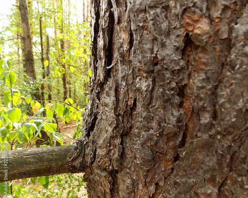 Fragment of the bark of a pine tree and bitches in a deciduous forest at the end of summer.