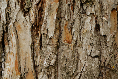 Fototapeta Naklejka Na Ścianę i Meble -  Texture of the bark of a pine. Close-up.