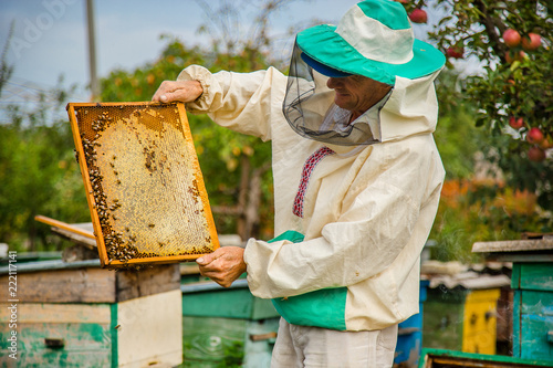 A beekeeper with a bee colony inspects.
