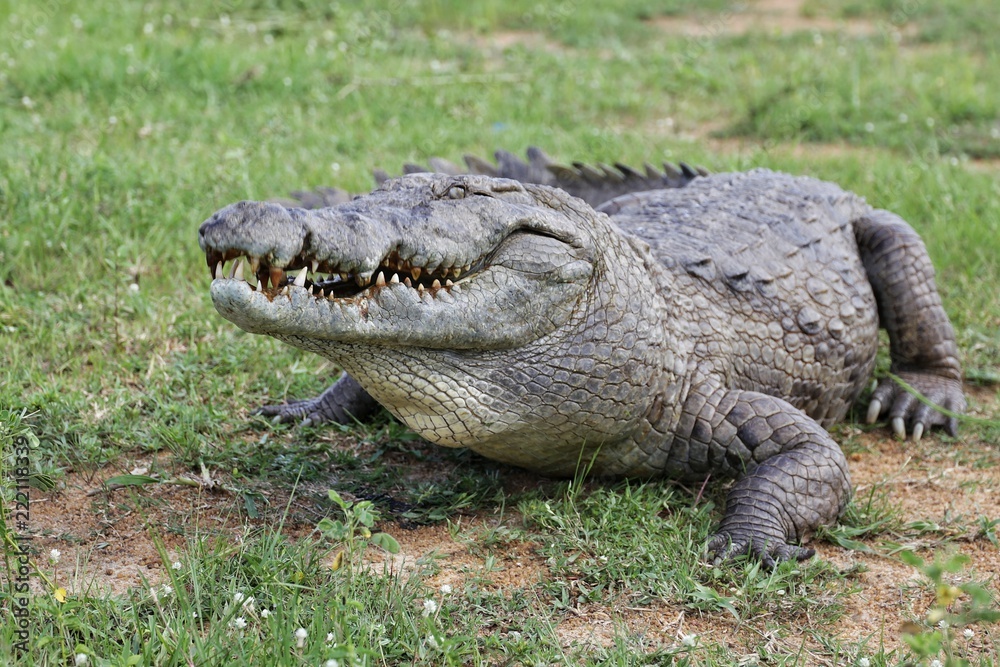 Obraz premium Coccodrillo