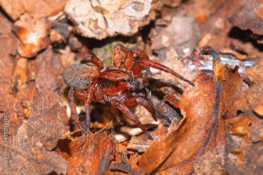 Closeup macro photo of a wolf spider waiting on foliage for prey